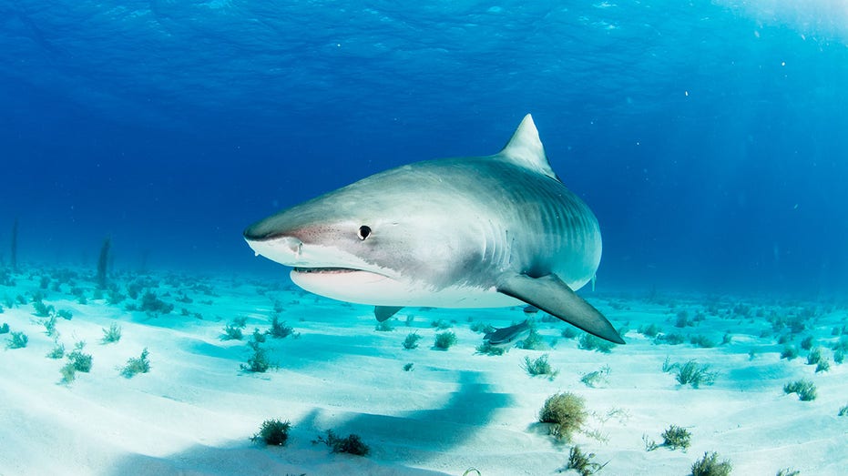 Sharks in Bahamas found to have cocaine and other drugs in their systems, study says Adelaide Accountant