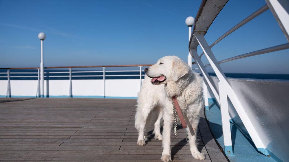 Travelers clash over whether cruise lines should allow dogs and cats on board or not Adelaide Accountant